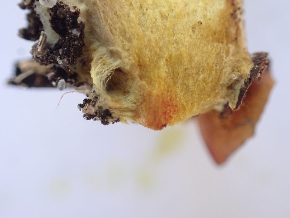 Ruby Bolete, Hortiboletus rubellus. Orange spots at base of cut stipe.