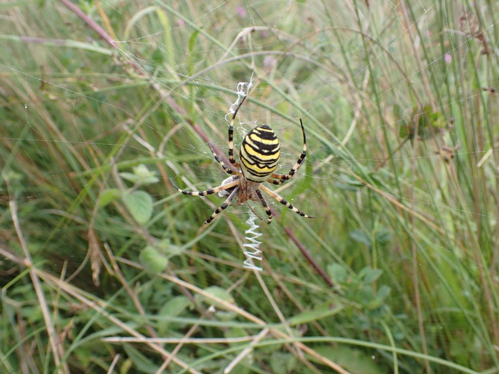 Wasp Spiders, Argiope bruennichi. A big stripy female in her web, with visiting male spider (near her head).