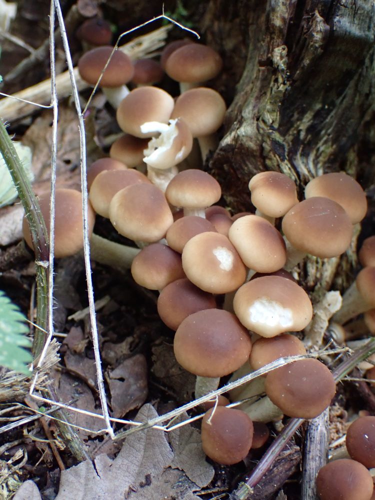 Poplar Fieldcap, Cyclocybe cylindracea. Young fruitbodies.