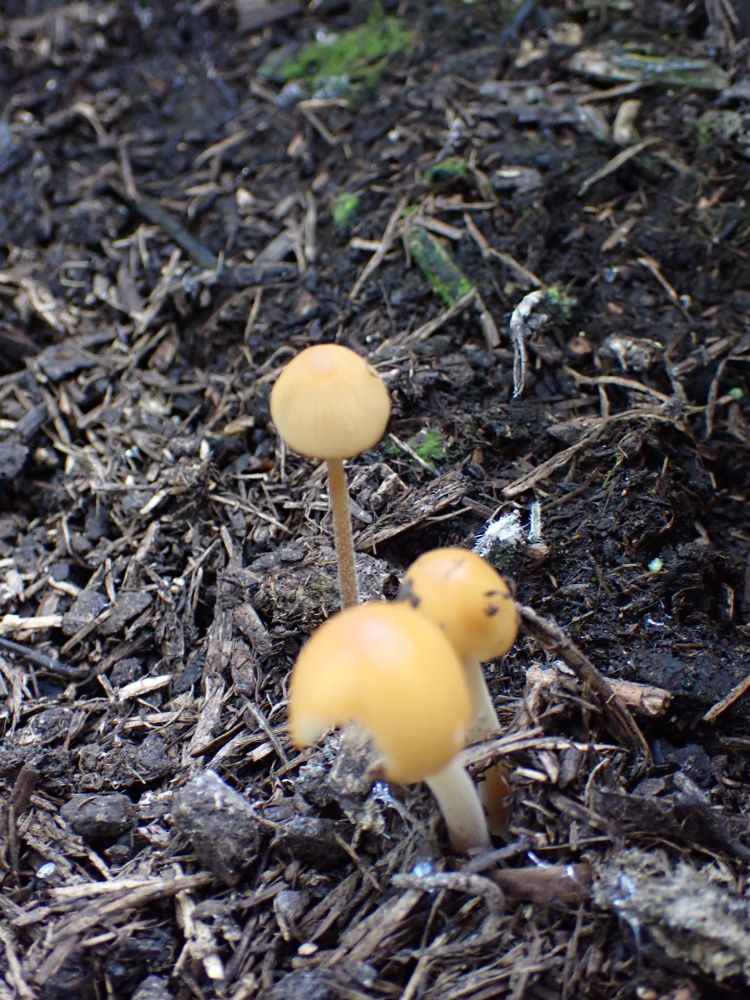 Golden Conecaps, Conocybe aurea