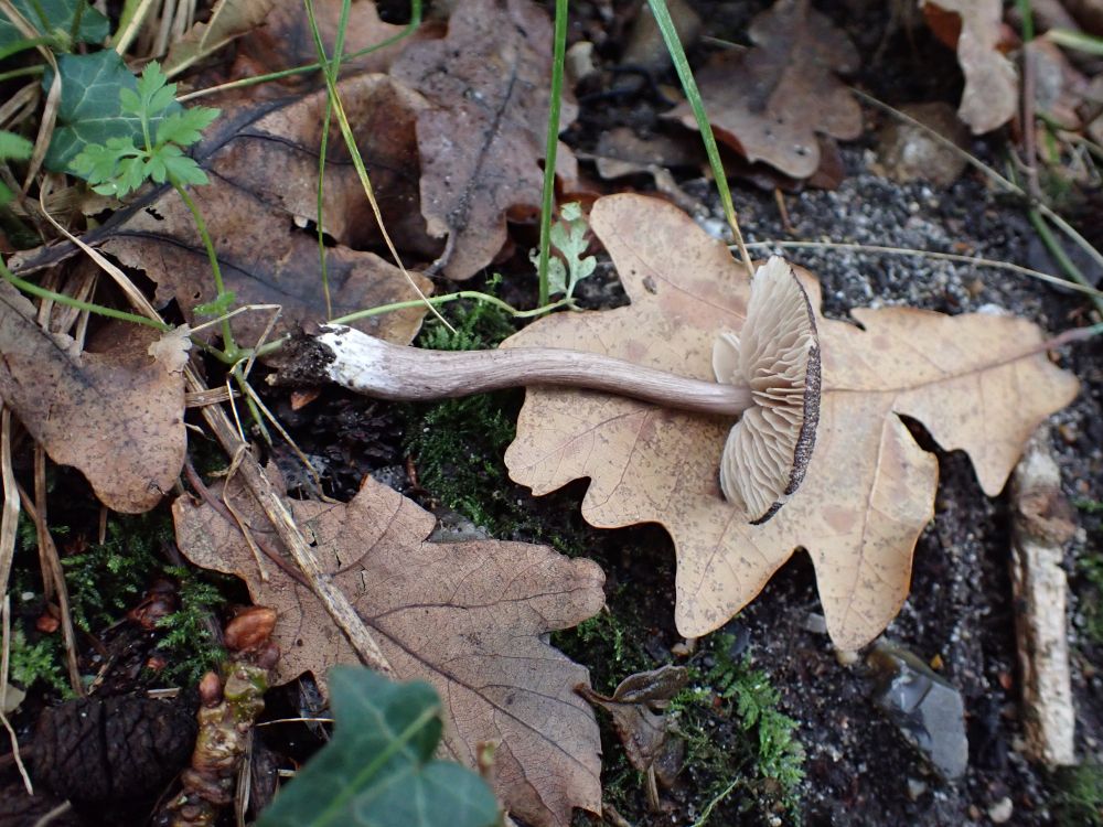 Picked specimen of Roughtop Pinkgill, Entoloma waverenii, laid out on a dead oak leaf.