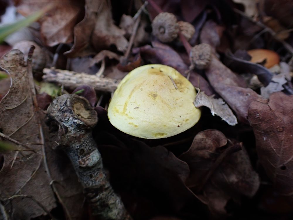 Sulphur Knight, Tricholoma sulphureum. Top of fungus showing amongst oak and beech leaf litter.
