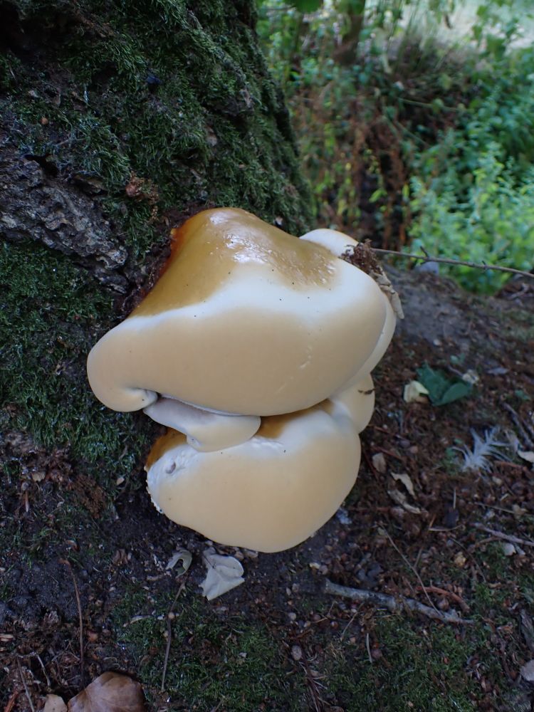 A lovely fresh bracket fungus, Ganoderma resinaceum, at the base of an oak tree.