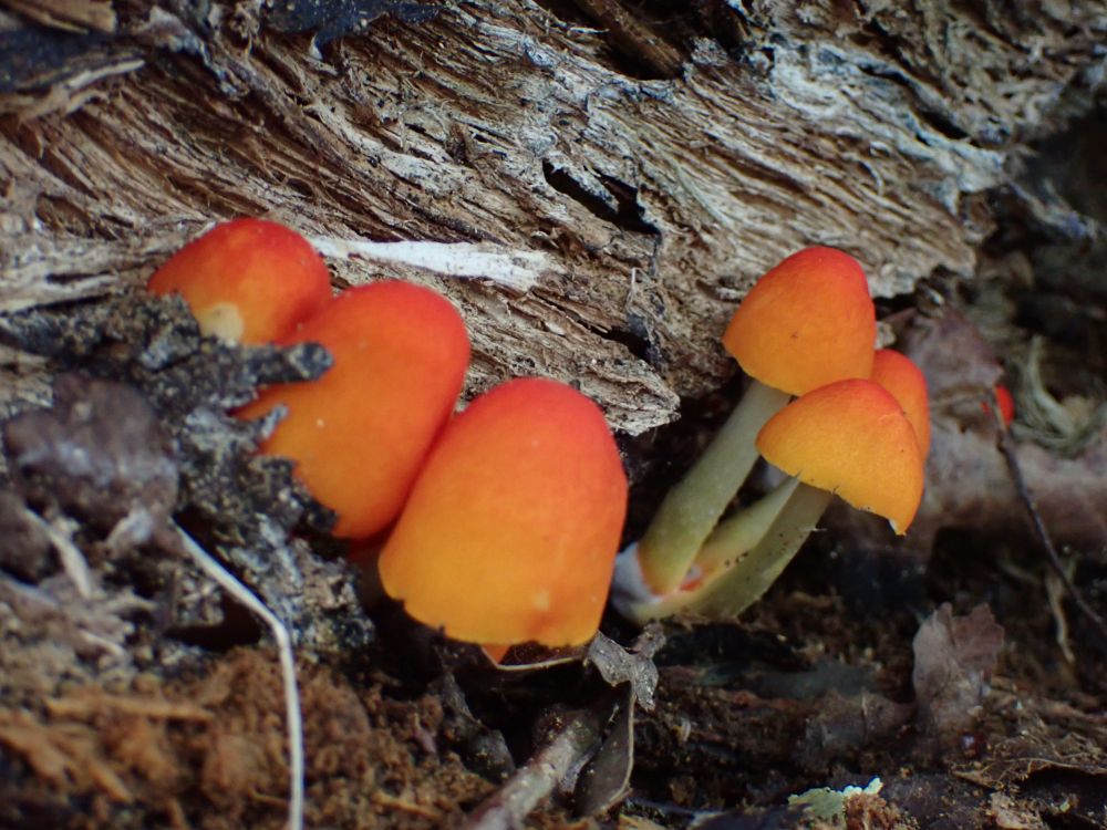 Flame Shield, Pluteus aurantiorugosus