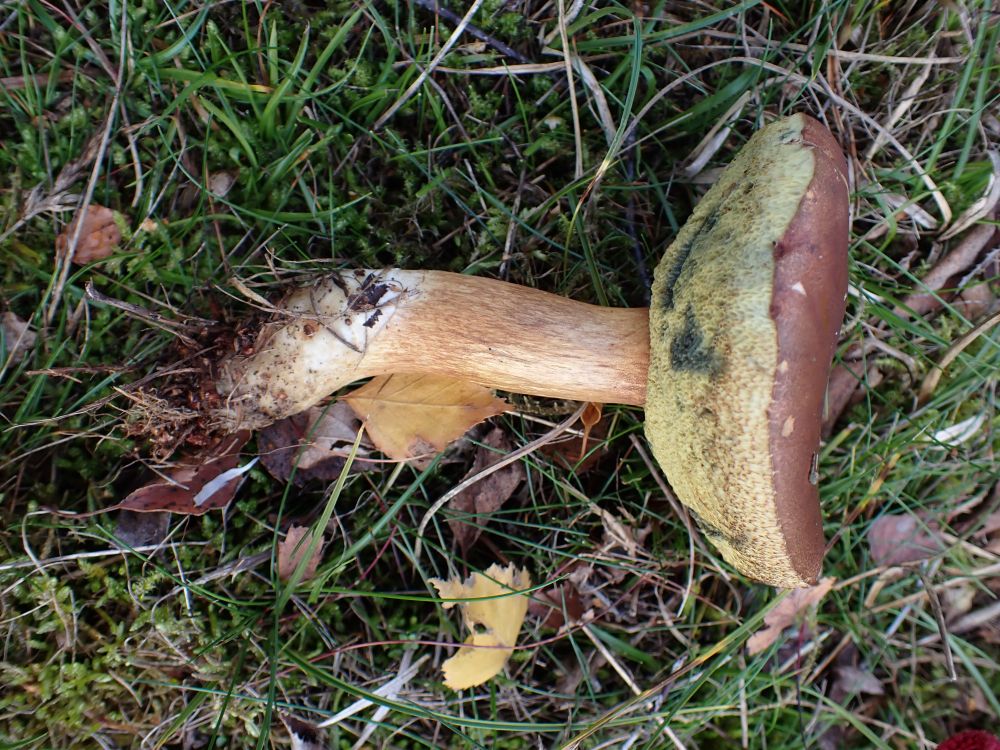 Bay Bolete, Imleria badia. Picked specimen (on grass).