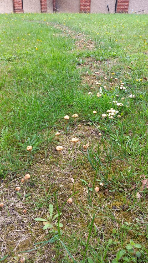Part of a fairy ring on the lawn outside our local library, with fruitbodies of Fairy Ring Champignon, Marasmius oreades.