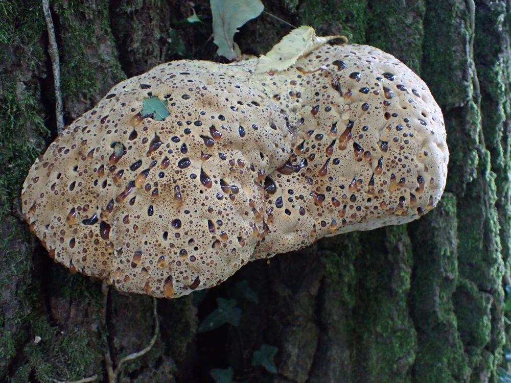 Oak Bracket, Pseudoinonotus dryadeus