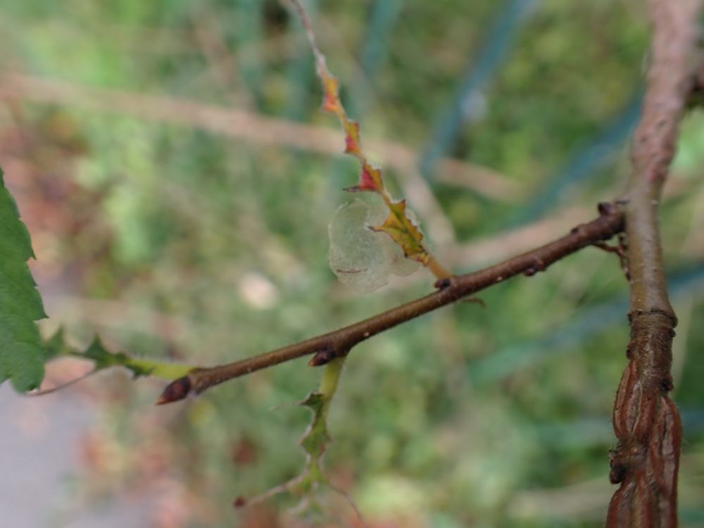 Elm branch with leaves stripped off by Zig-zag Elm Sawfly larvae (Aproceros leucopoda), with empty cocoon.