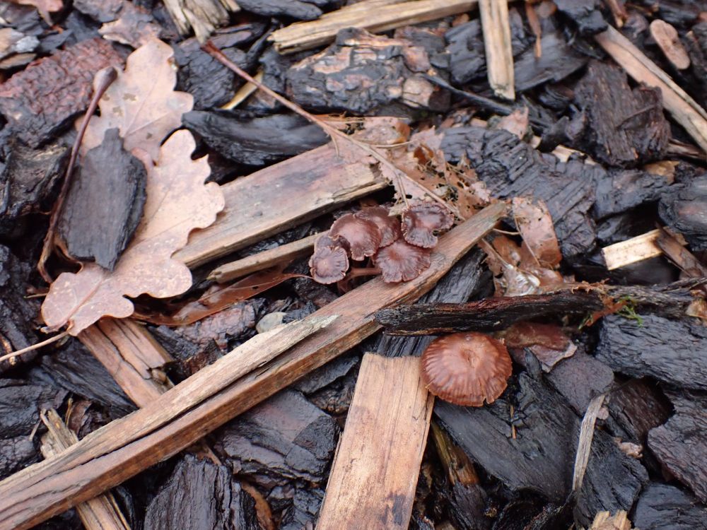 A swarm of small brown fungi on (coniferous) woodchip. Marasmiellus villosipes (aka Collybiopsis villosipes).