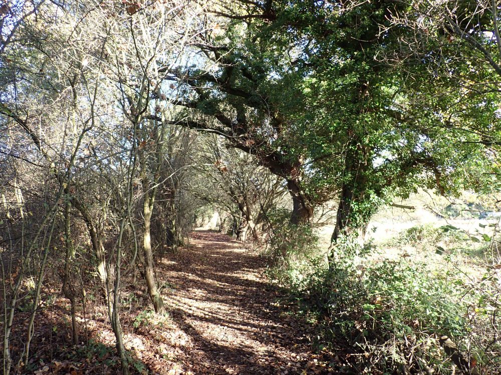 Sunlight shining onto a path with Common Hawthorns to the left and larger English Oak trees to the right.