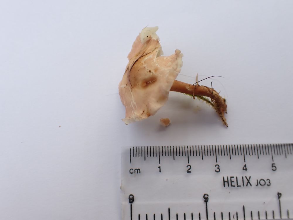 Pink Domecap, Rugosomyces carneus. Picked specimen with ruler - top side.
