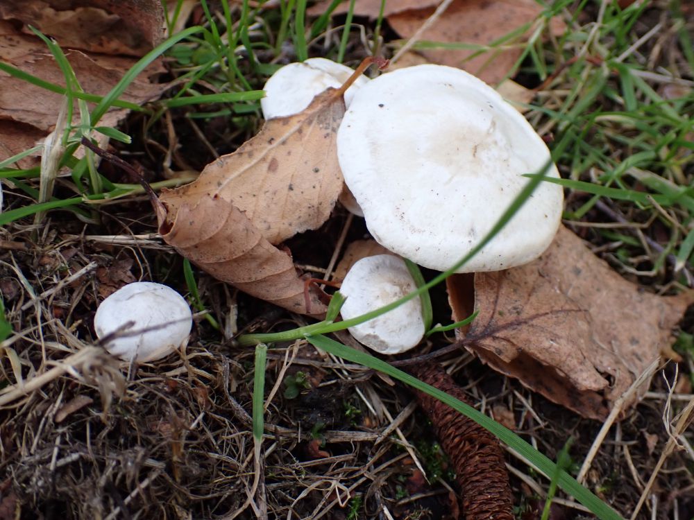 White Domecaps, Leucocybe connata, growing with short grass.