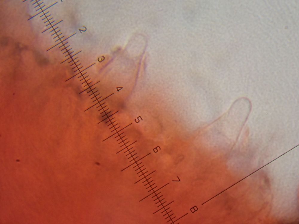 Rancid Bonnet, Mycena olida. Cheilocystidia (cells on gill edges, x1000, stained in Congo red).