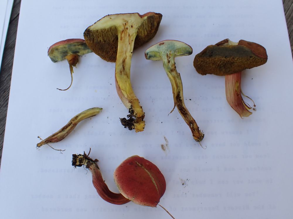 Ruby Bolete, Hortiboletus rubellus. Picked fruitbodies.