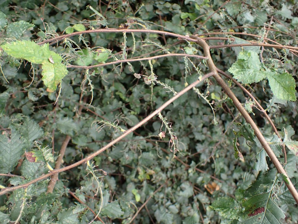 Elm branch with leaves stripped off by Zig-zag Elm Sawfly larvae (Aproceros leucopoda).