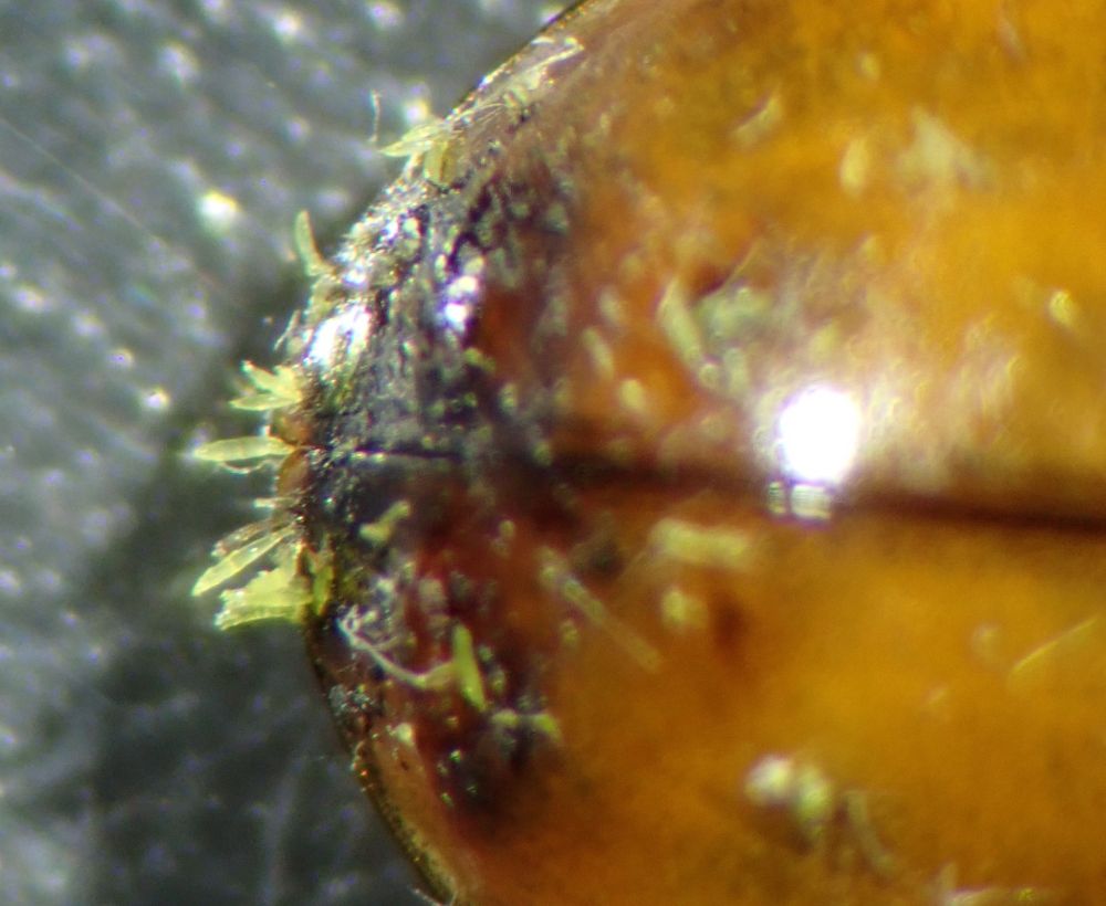 Harlequin Ladybird, Harmonia axyridis, infected with the parasitic fungus Hesperomyces harmoniae. The photo shows the end of the ladybird's abdomen, with yellow fungus protruding.

Photo: Vanna Bartlett.
