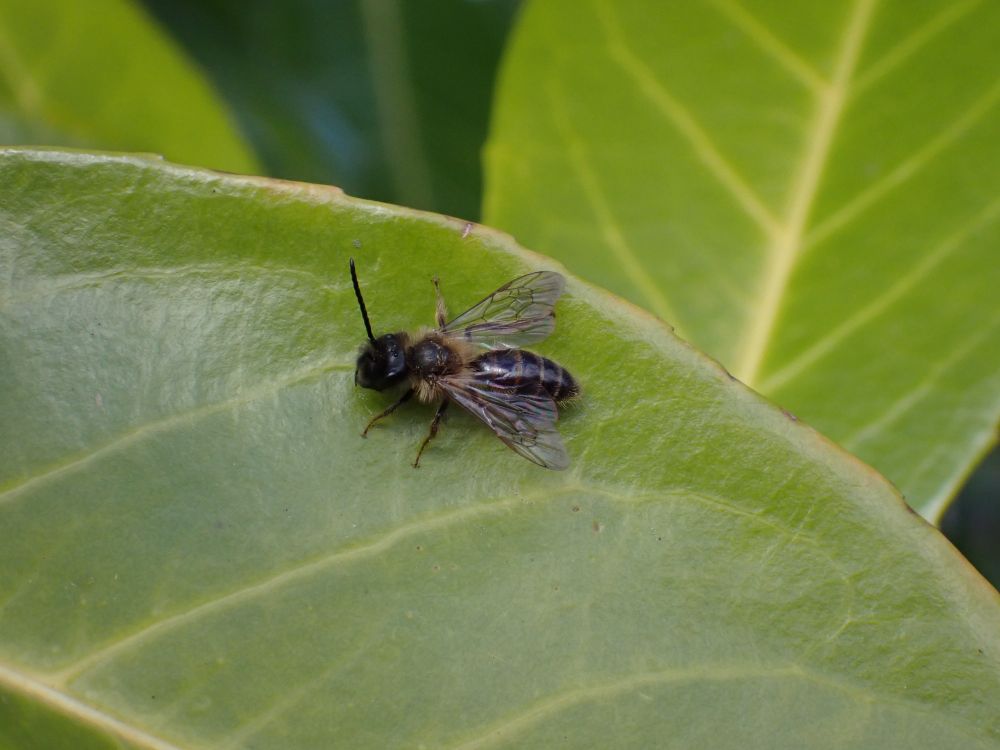 A male Andrena trimmerana sitting on a shiny Cherry Laurel leaf. His abdomen is dark and shiny with sparse pale hairs fringes on the segments. His thorax is dark but dull with pale hairs and he has rather long mandibles. He has a long thin genal spine projecting downwards from his head by the base of his mandibles.