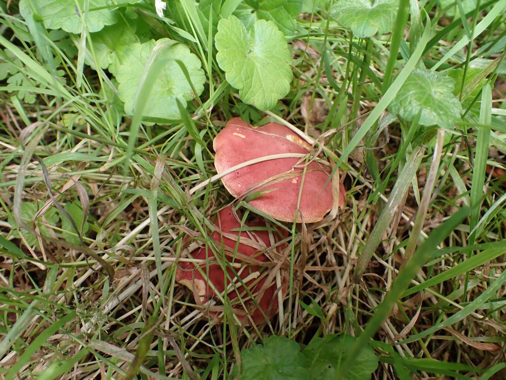 Ruby Bolete, Hortiboletus rubellus. Fruitbodies in situ, in grass by oak trees.