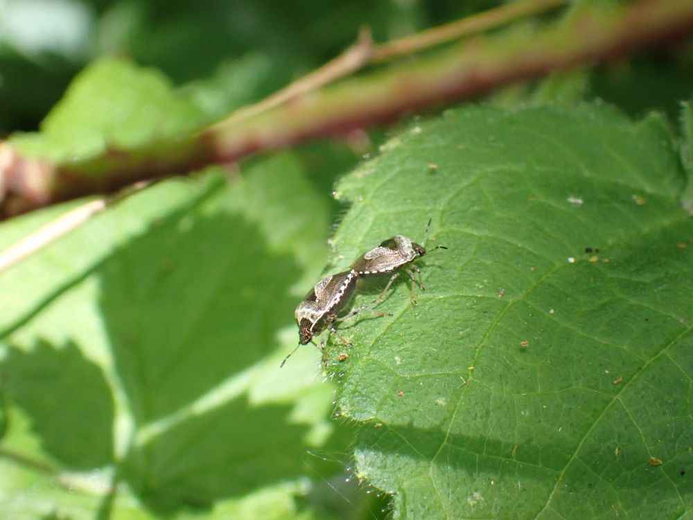 Mating Woundwort Shieldbugs, Eysarcoris venustissimus, on a Hedge Woundwort leaf.