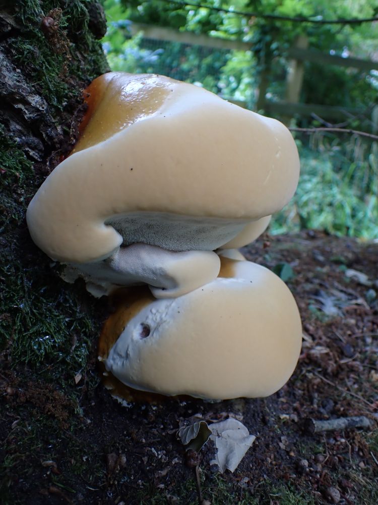 A lovely fresh bracket fungus, Ganoderma resinaceum, at the base of an oak tree.