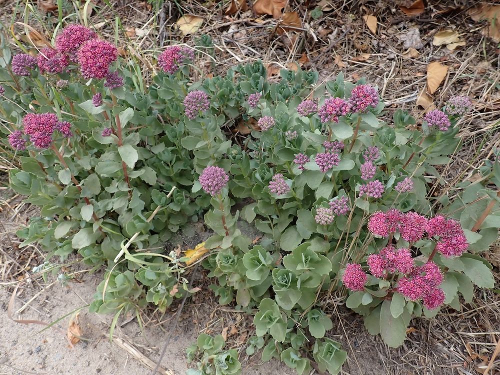 Orpine (Hylotelephium telephium)