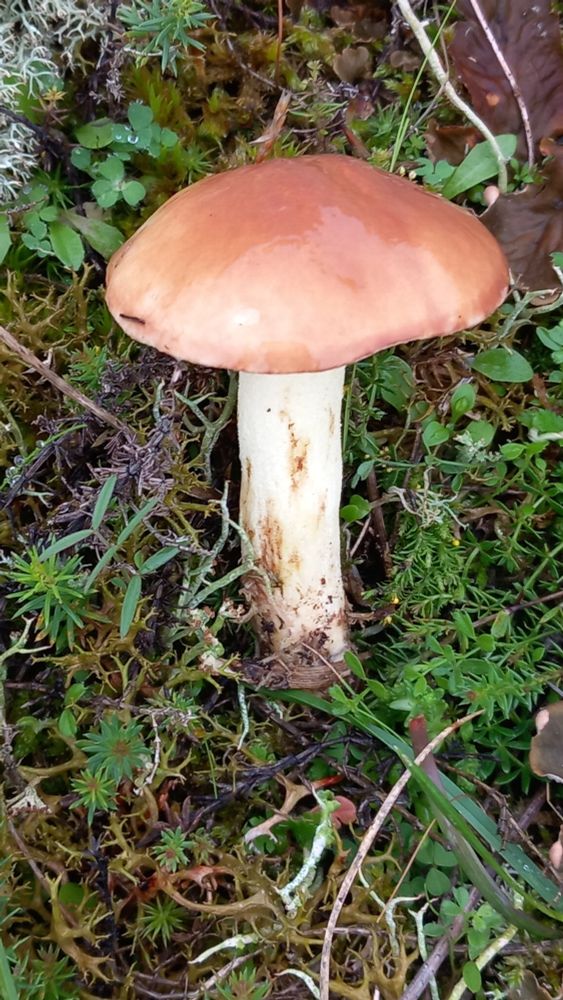 Weeping Bolete, Suillus granulatus.
