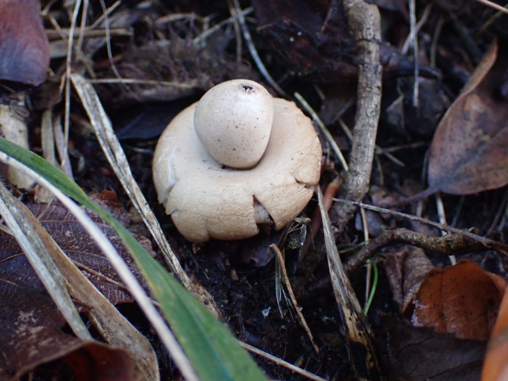 A young Sessile Earthstar, Geastrum fimbriatum.