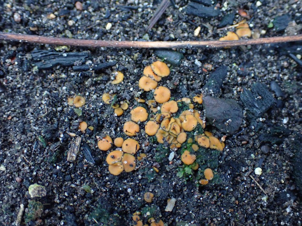 Charcoal Goldeneye, Anthracobia macrocystis.

A small orange fungus growing in swarms on a bonfire site.