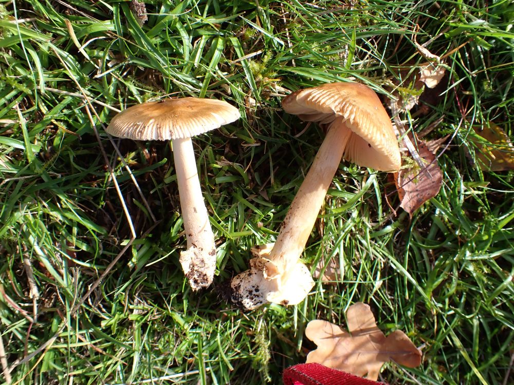 Tawny Grisette, Amanita fulva. Two picked specimens, on grass.