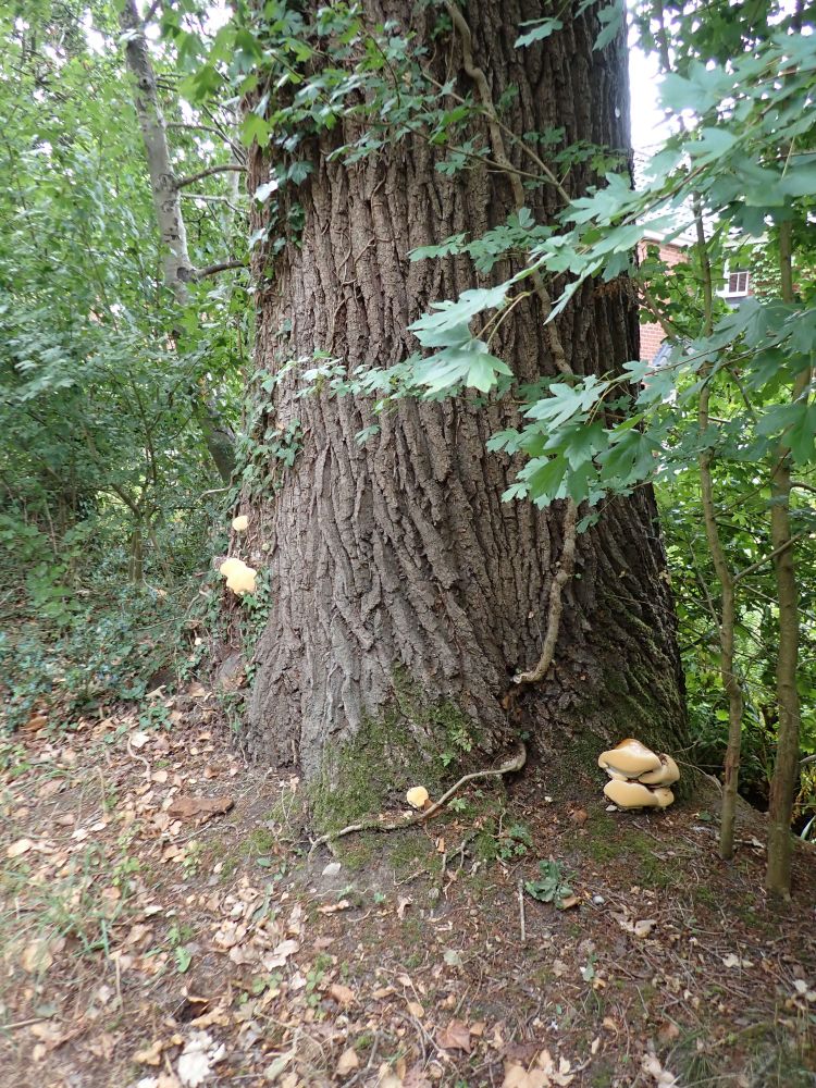 A lovely fresh bracket fungus, Ganoderma resinaceum, at the base of an oak tree.