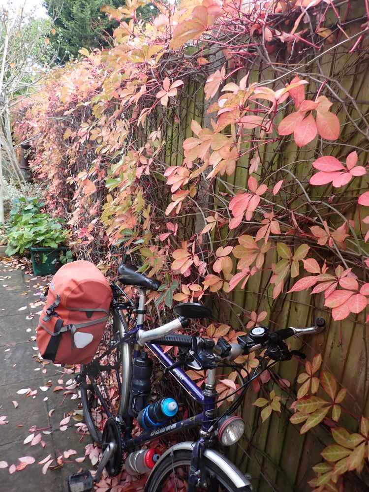 My bike, leant against a fence covered in Chinese Virginia Creeper, Parthenocissus henryana, with pink autumn leaves.
