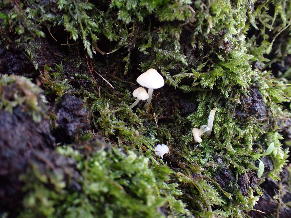 Rancid Bonnets, Mycena olida, growing on a mossy tree trunk. White at first, turning ivory / yellowish as they age.