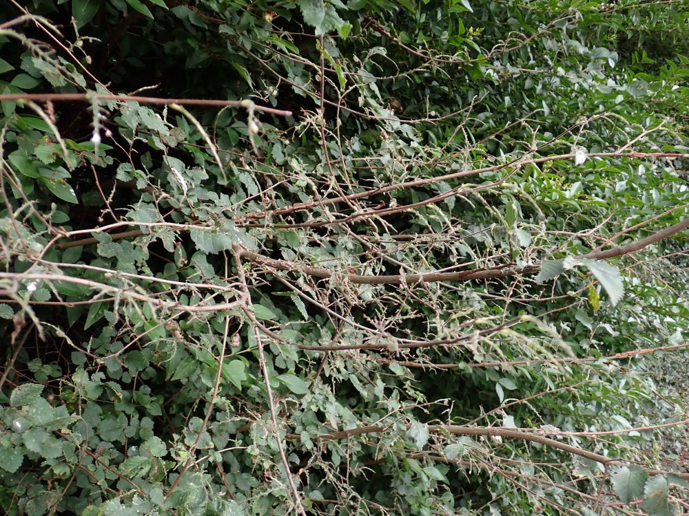Elms with leaves stripped off by Zig-zag Elm Sawfly larvae (Aproceros leucopoda).