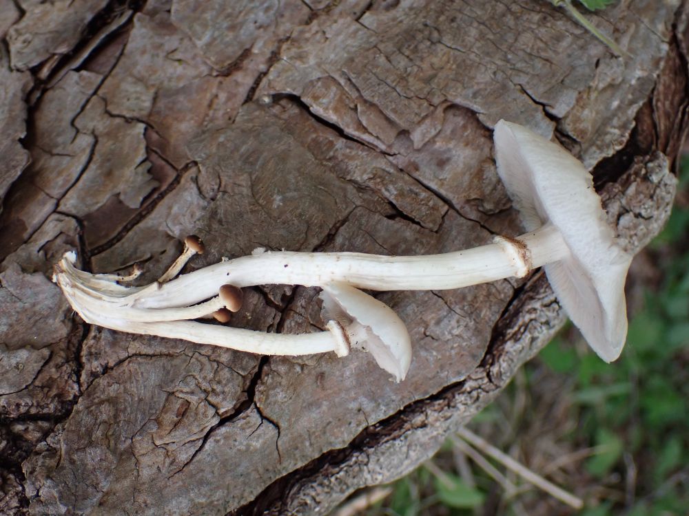 Poplar Fieldcap, Cyclocybe cylindracea.
