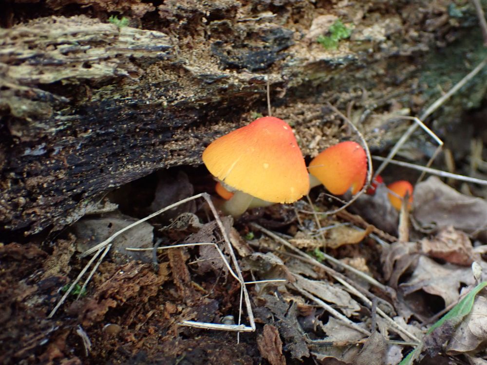 Flame Shield, Pluteus aurantiorugosus