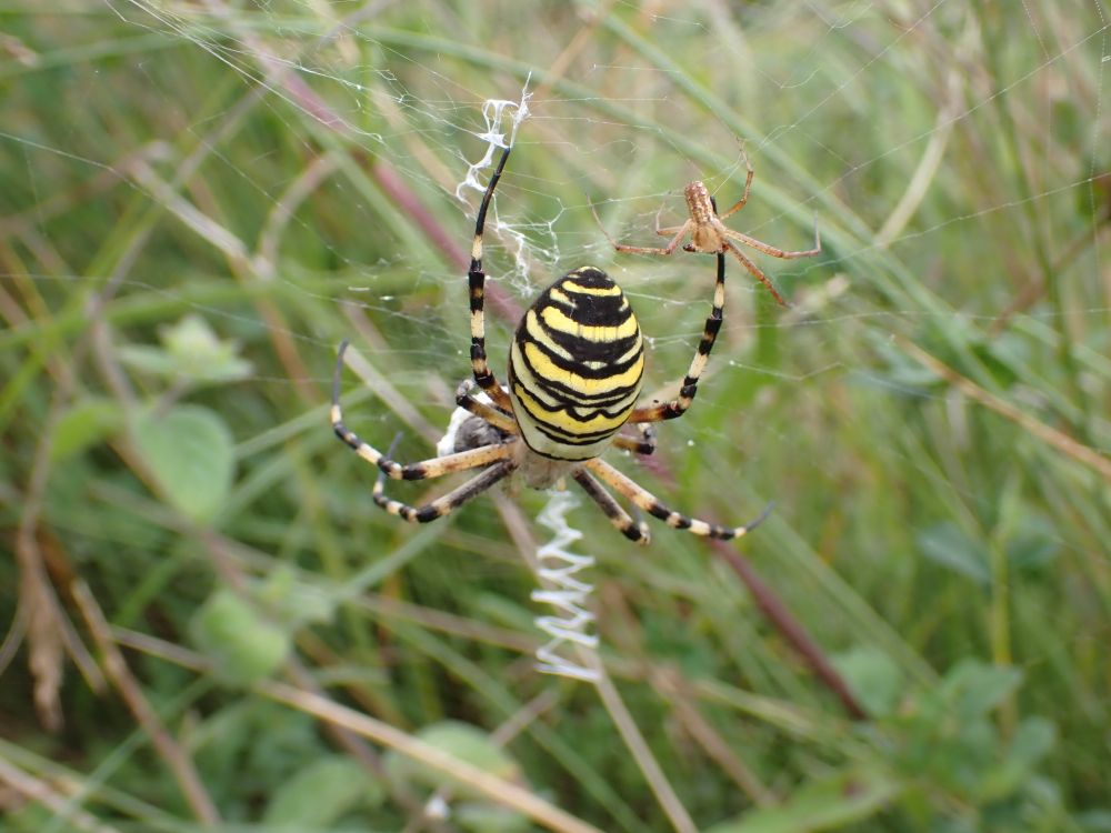 Wasp Spiders, Argiope bruennichi. A big stripy female in her web, with visiting male spider (near her back leg).