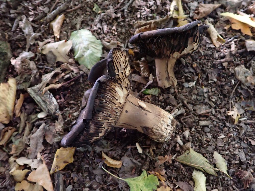 Blackening Brittlegills, Russula nigricans, on a dry woodland floor.