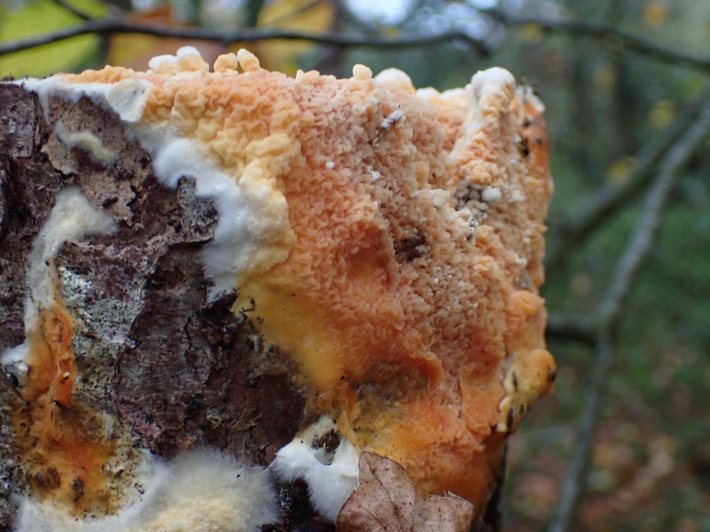 Soft, bright orange resupinate fungus Leucogyrophana mollusca, growing on the dead trunk of a pine tree. 