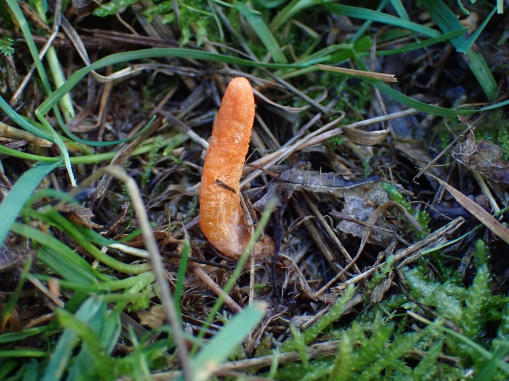 Scarlet Caterpillarclub, Cordyceps militaris, in situ, in grassland.