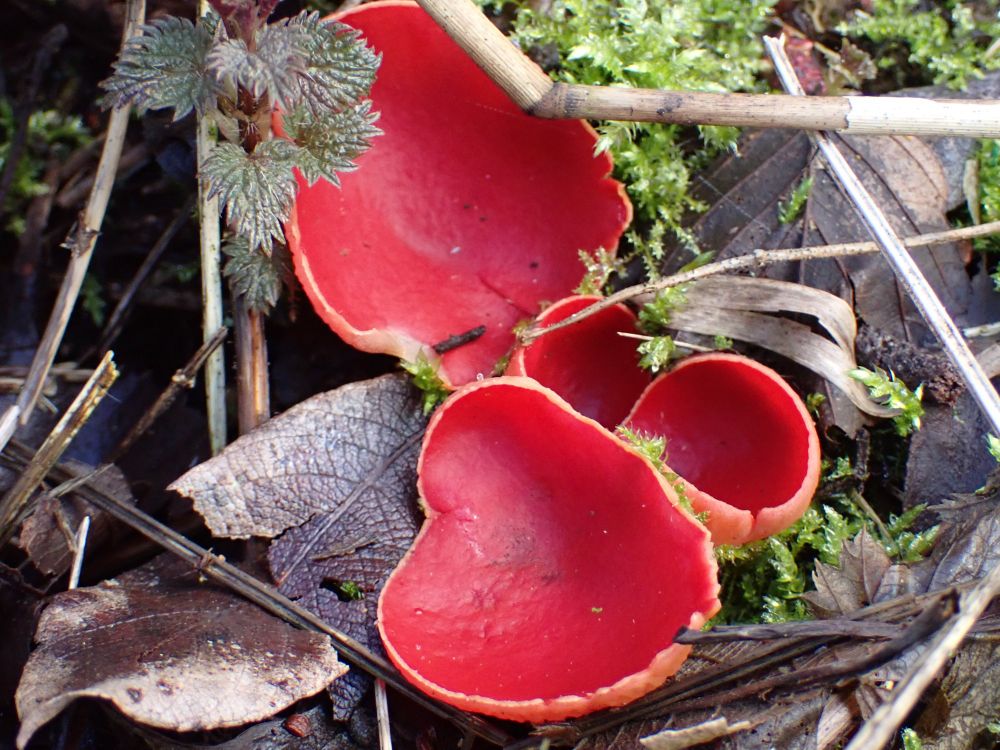 Three Scarlet Elfcups, Sarcoscypha austriaca. Red cup fungi with a smoothfertile inner surface and a paler outer surface covered in tiny, coiled hairs. Can grow up to 5cm across when mature - these were about smaller.