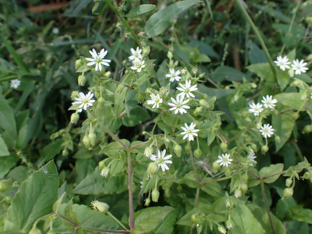 Water Chickweed, Stellaria aquatica