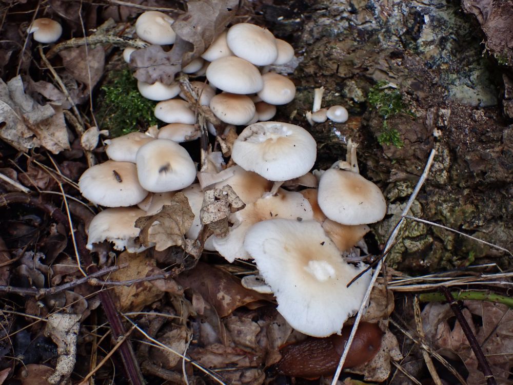Poplar Fieldcap, Cyclocybe cylindracea. Older fruitbodies.