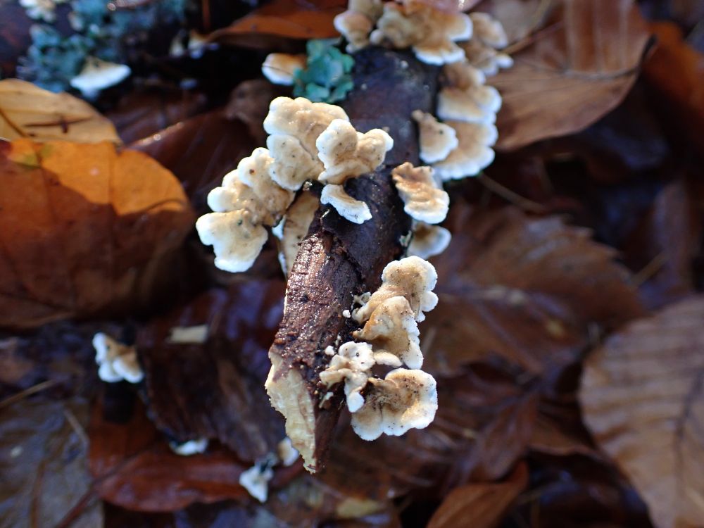 Crimped Gill, Plicatura crispa. Fruitbodies growing on a stick.