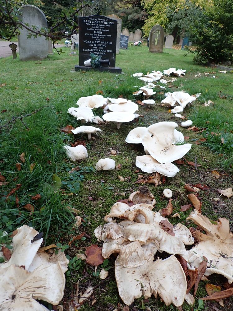 Giant Funnels, Aspropaxillus giganteus, in cemetery grassland.