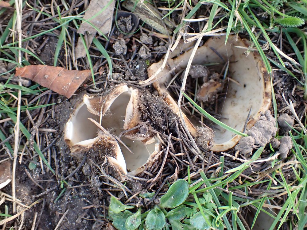 Seen from above, two Cedar Cups (Geopora sumneriana) bursting from the soil under a cedar tree. The inner, spore-bearing surface is smooth and pale cream to light greyish beige. The outer surface (mostly covered by soil in this photo) is brown and covered in fine hairs. A Daisy (Bellis perennis) rosette below gives some scale to the photo.
