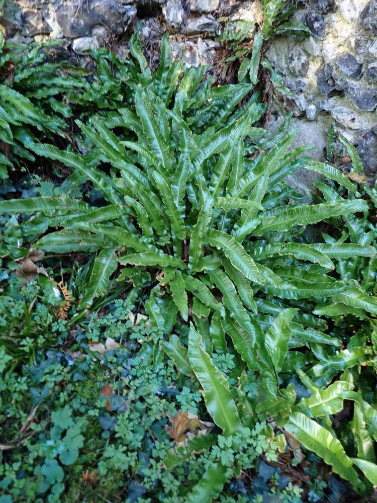 Hart's-tongue Ferns, Asplenium scolopendrium