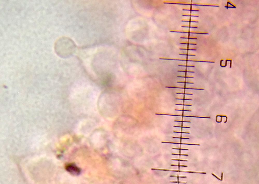 Golden Conecap, Conocybe aurea. Cheilocystidia (xw100, stained in Congo red).