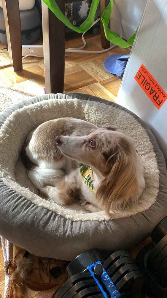 A brown and white dachshund is curled up in a gray cat bed 