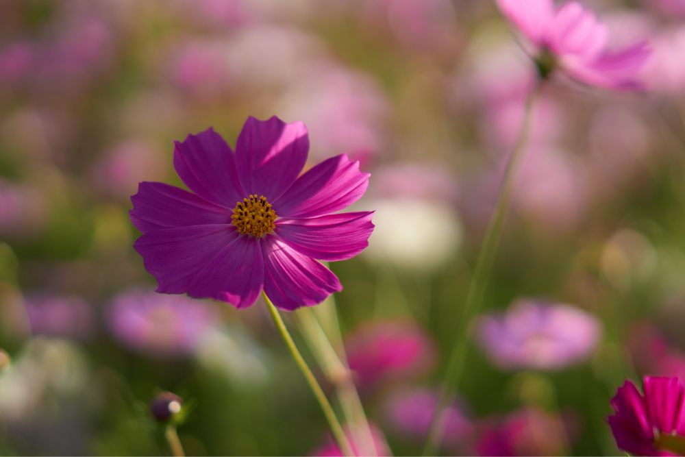 夕日が差してきていい感じになった