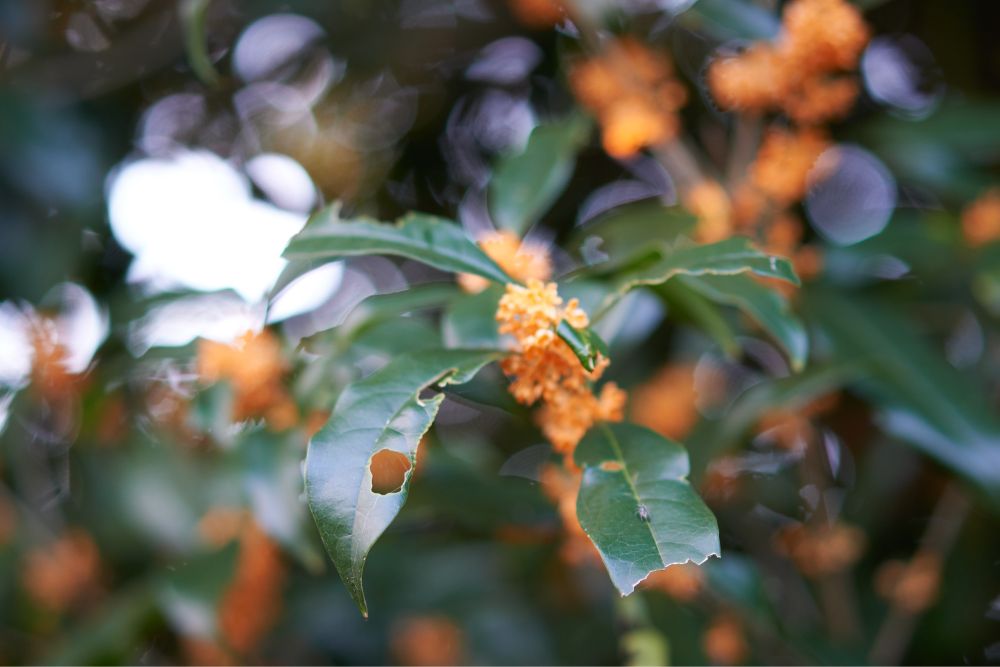 レンズの距離感が掴めない……